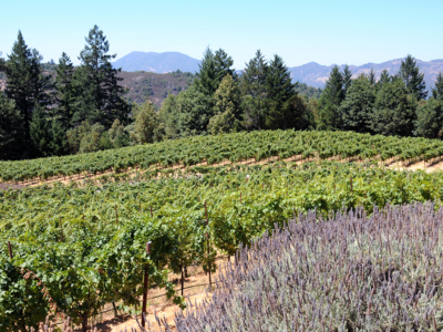 Spring Mountain vineyard with lavendar in foreground