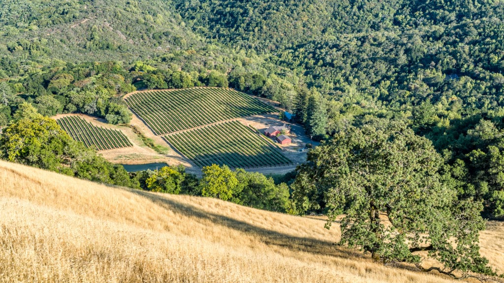 Amentet Estate Vineyard, Mount Veeder