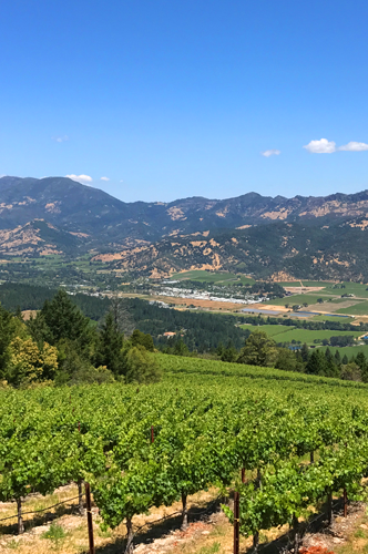 Tall image of greene vineyard, mountains and blue sky in Diamond Mountain District AVA