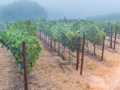 Robert Craig Winery Estate - fog amid the vines