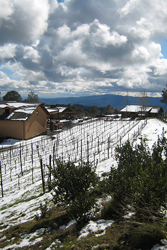 winter snow on the vines at Robert Craig Winery on Howell Mountain