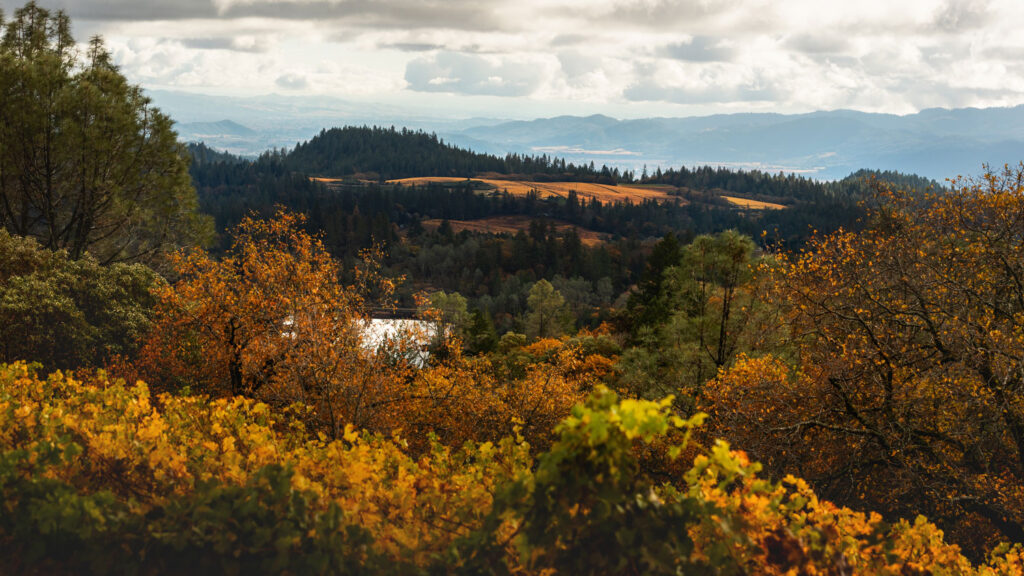 View from Winery Estate Vineyard on Howell Mountain