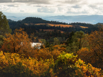 View from Winery Estate Vineyard on Howell Mountain