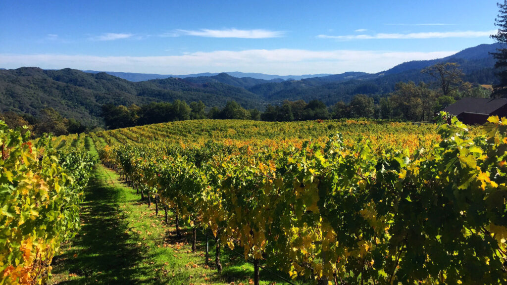 Amentet Estate Vineyard on Mount Veeder