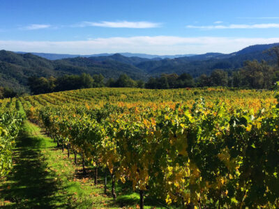 Amentet Estate Vineyard on Mount Veeder