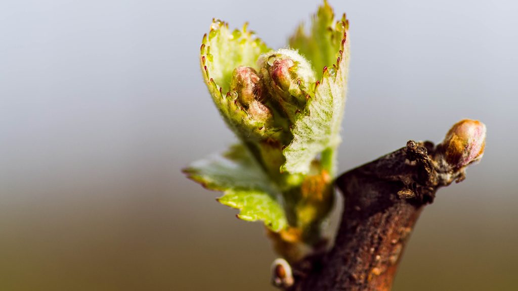vine budbreak close up