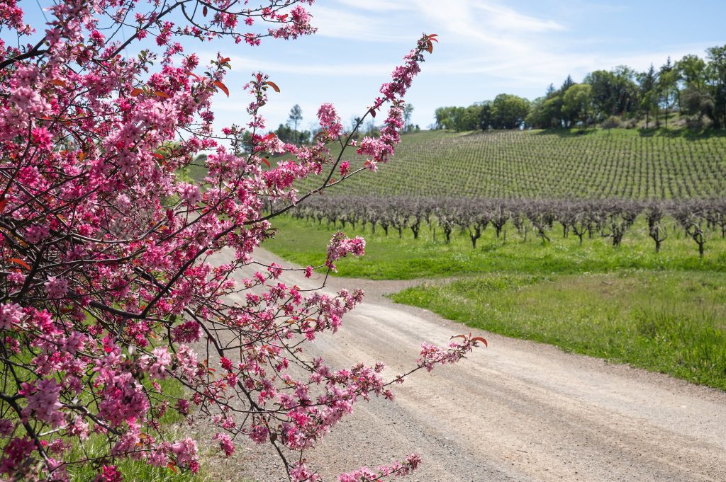 Sustainability at Robert Craig - spring flowers & vineyard